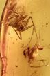 Fossil Spider (Araneae) & Springtail (Collembola) in Baltic Amber #270615-2